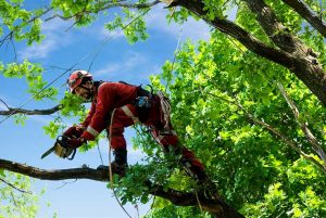 Tree Services Available in Manhattan & Bronx