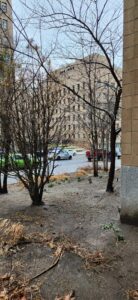 Midtown Manhattan Tree Services 