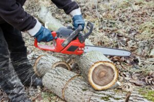 Reliable tree services in the Bronx