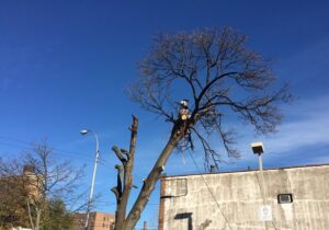 Tree Trimming Services in Manhattan