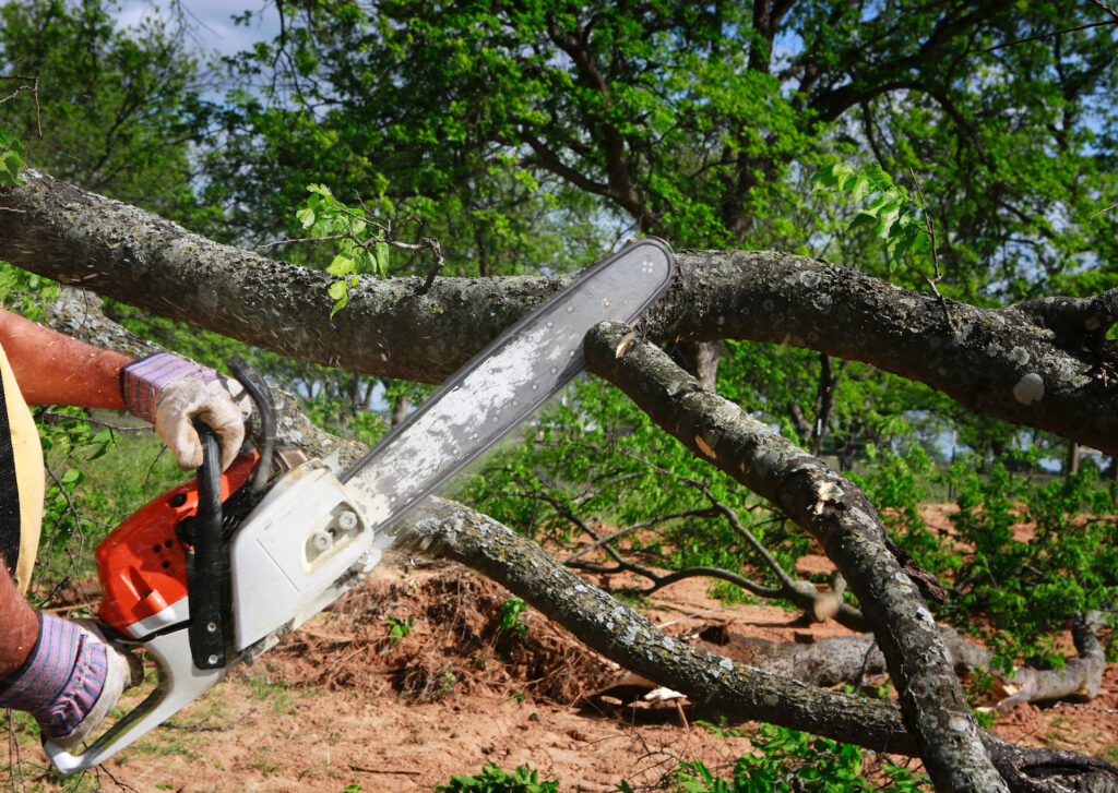 tree-trimming-services-manhattan