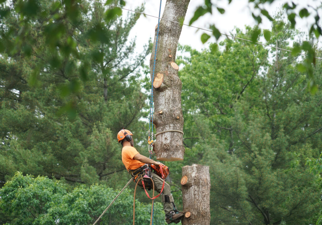 when to call a tree service to remove a tree