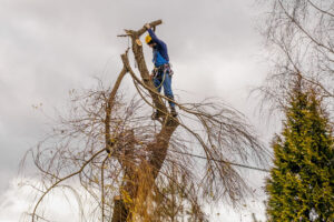 what are the right tree removal techniques