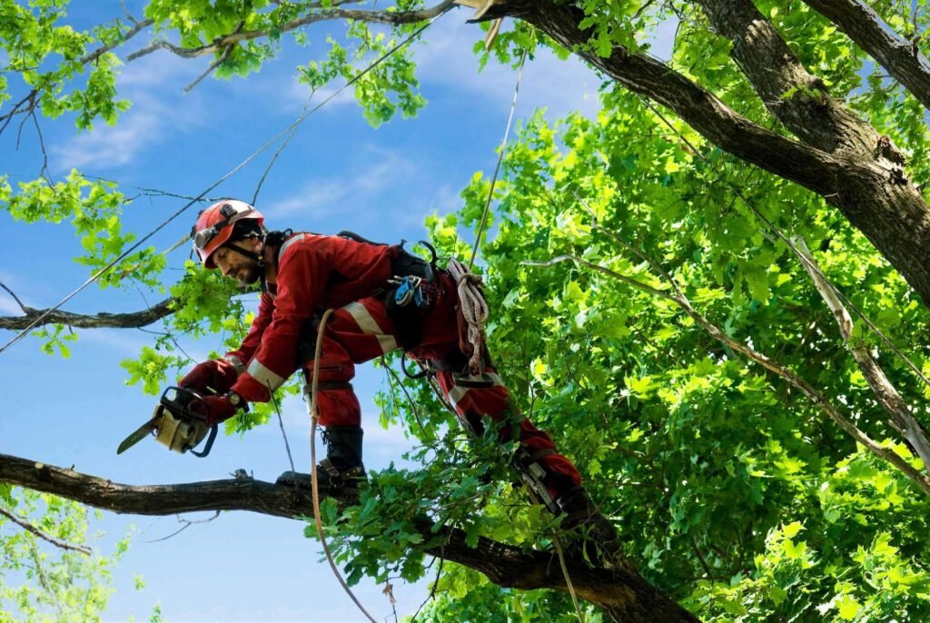 Cheap Tree Removal Service Bronx