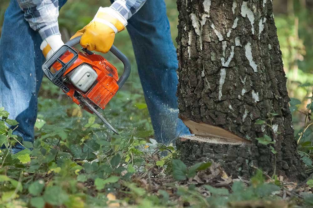 Tree removal service Bronx