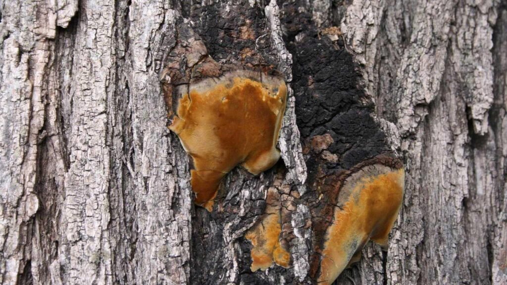 Effective tree decay prevention tips and techniques