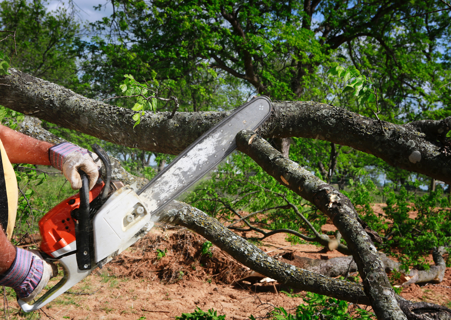 cheap tree removal manhattan