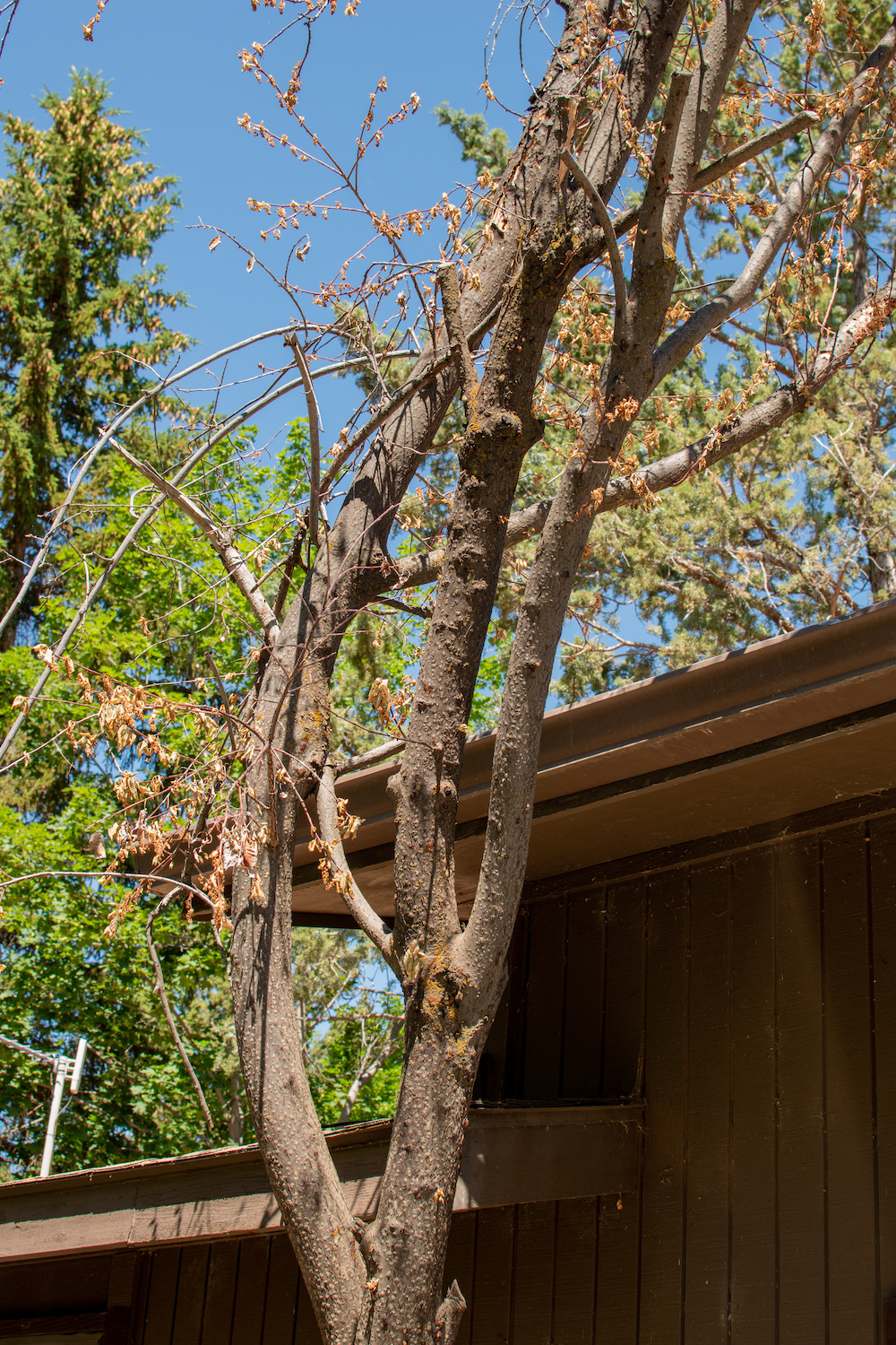 hire a certified arborist
