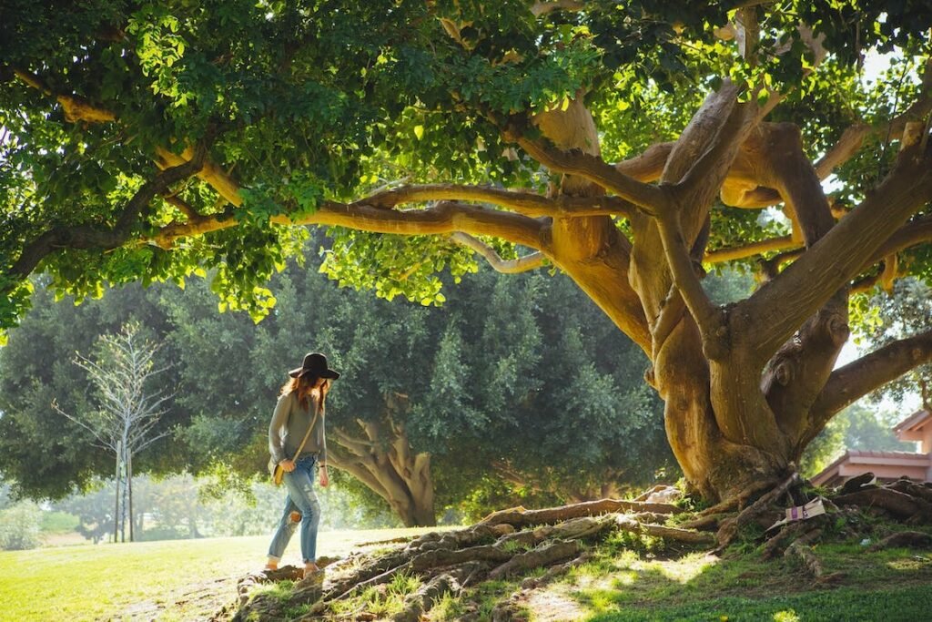 crotch-tree