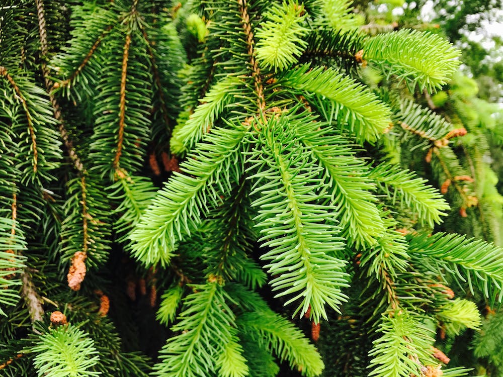 pine trees in new york state