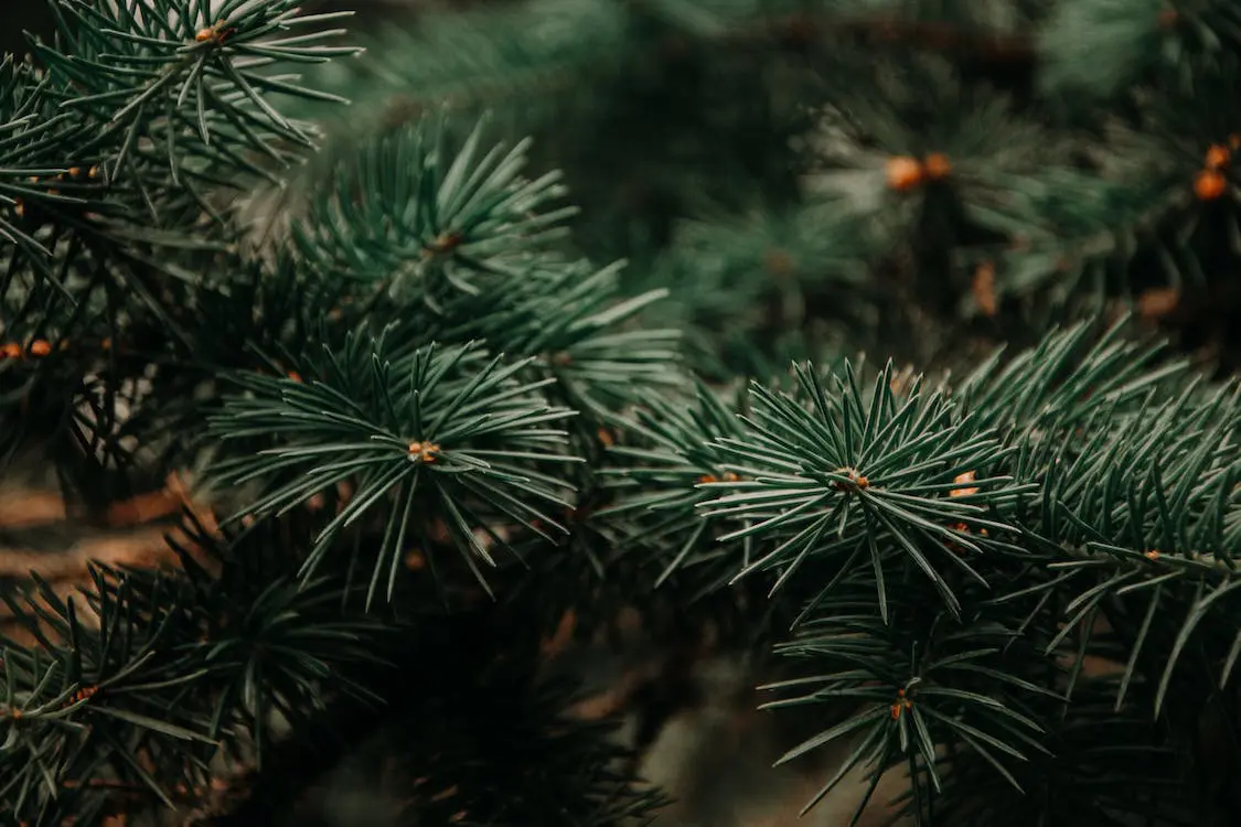 types-of-pine-trees