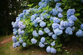 Hydrangea tree pruning