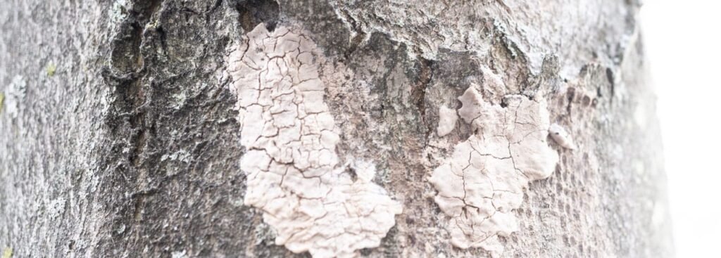 spotted-lantern-fly-tree-damage