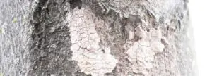 spotted-lantern-fly-tree-damage