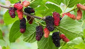 mulberry tree pruning