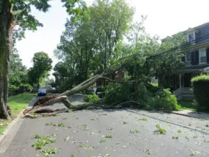 tree company to remove fallen tree