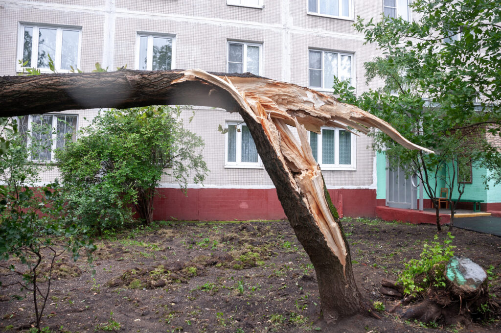 fallen tree removal nyc