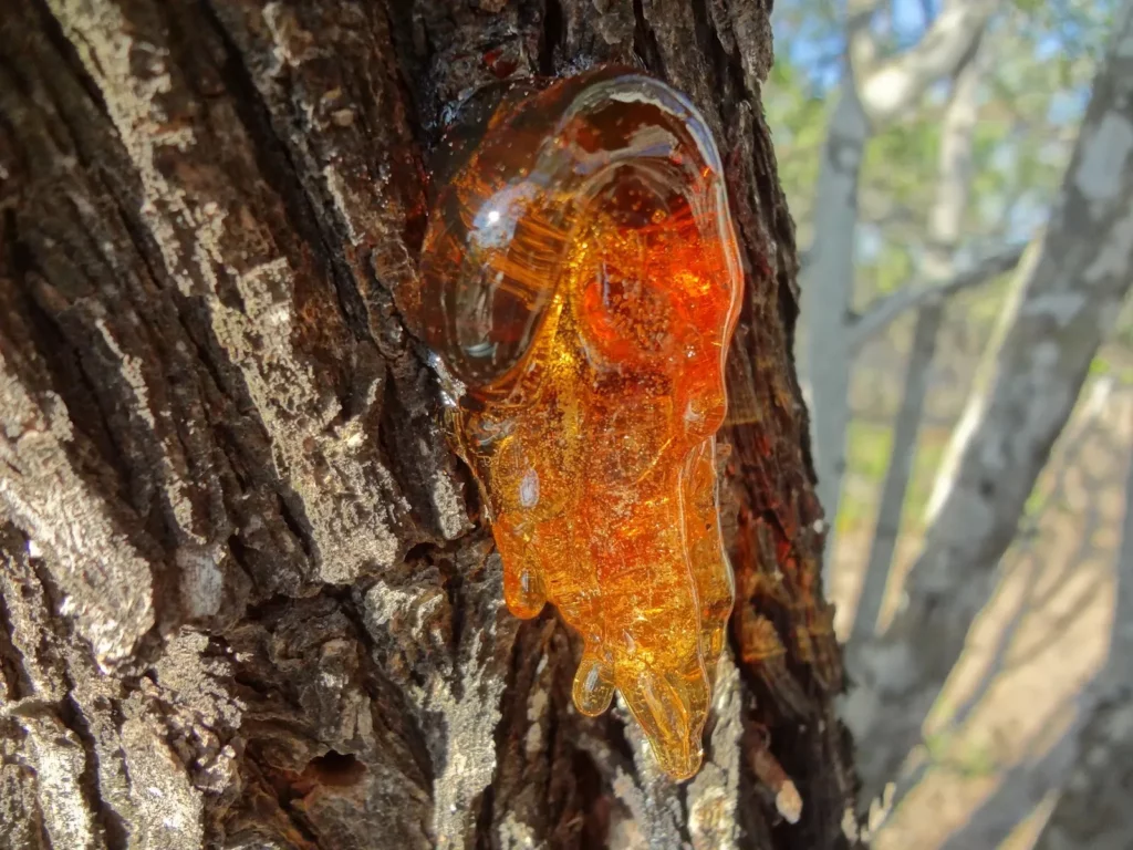 Sap leaking