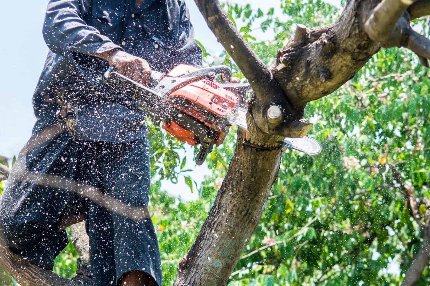 Tree Branch Removal in Bronx