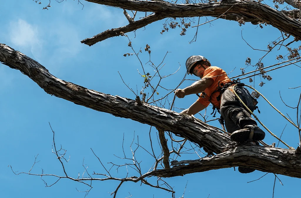 Tree Branch Removal in Bronx