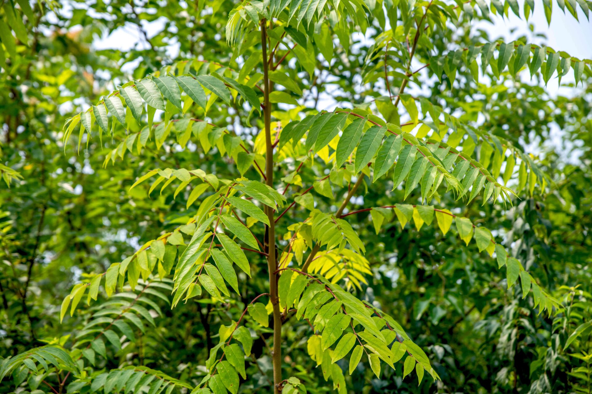 get rid of tree of heaven