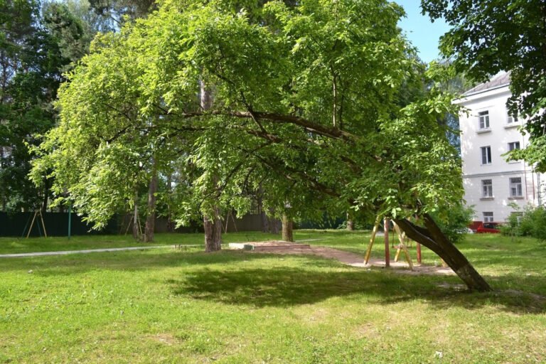 How To Straighten A Tree