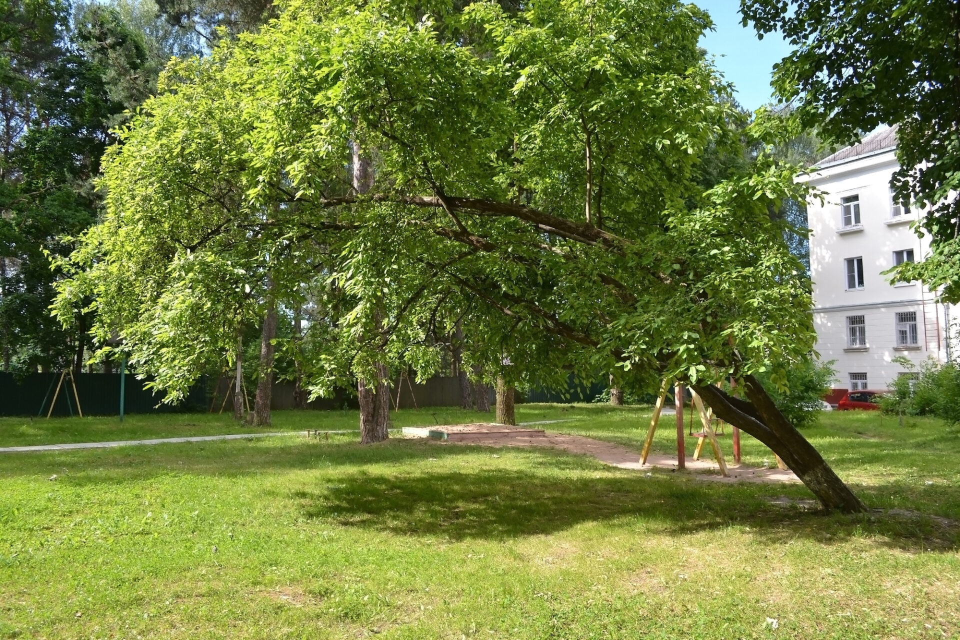 leaning tree bronx