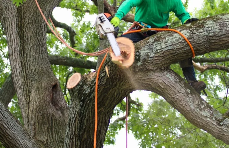Tree Experts