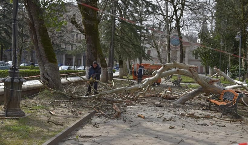 tree is dying with dead branches
