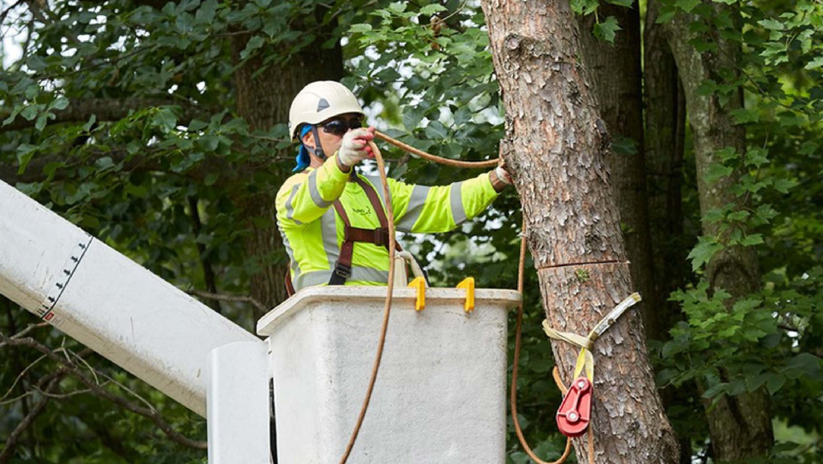 Effect of Efficient Tree Service