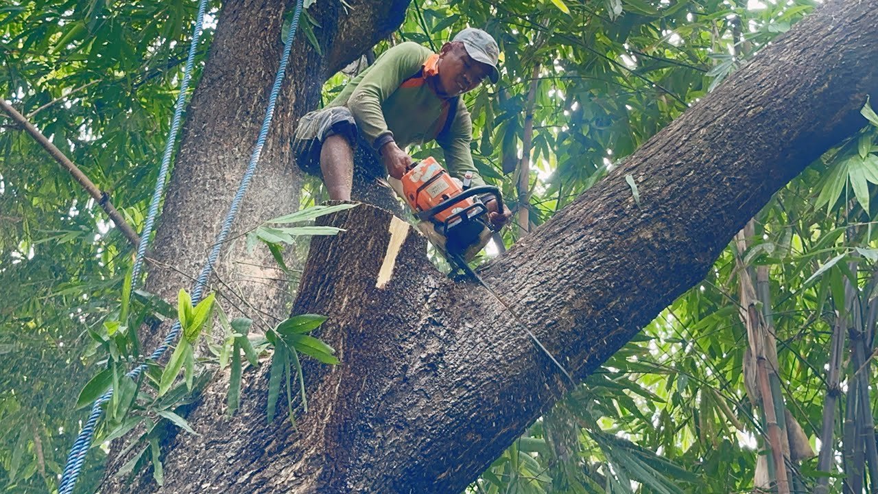 Top-Rated Tree Experts