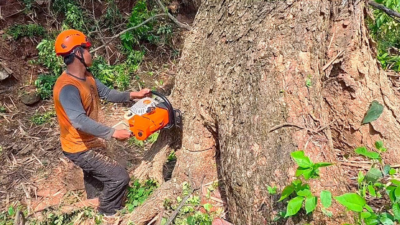 Effect of Efficient Tree Service