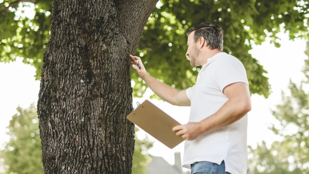 Tree Inspections