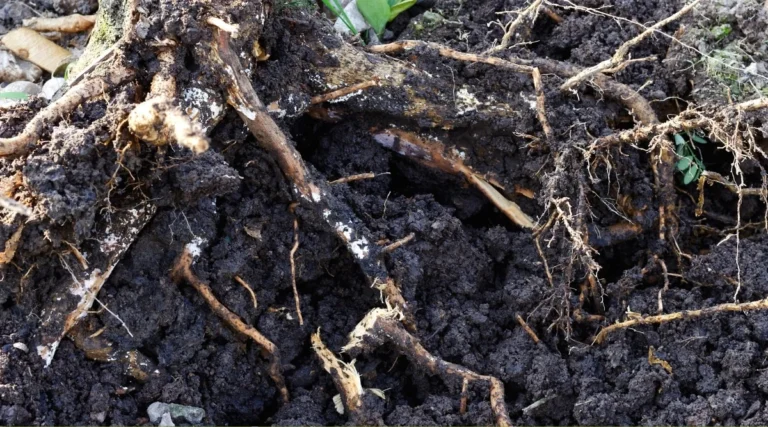 Tree Root Problems
