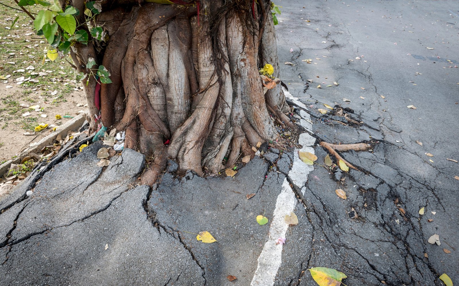 Tree Root Problems