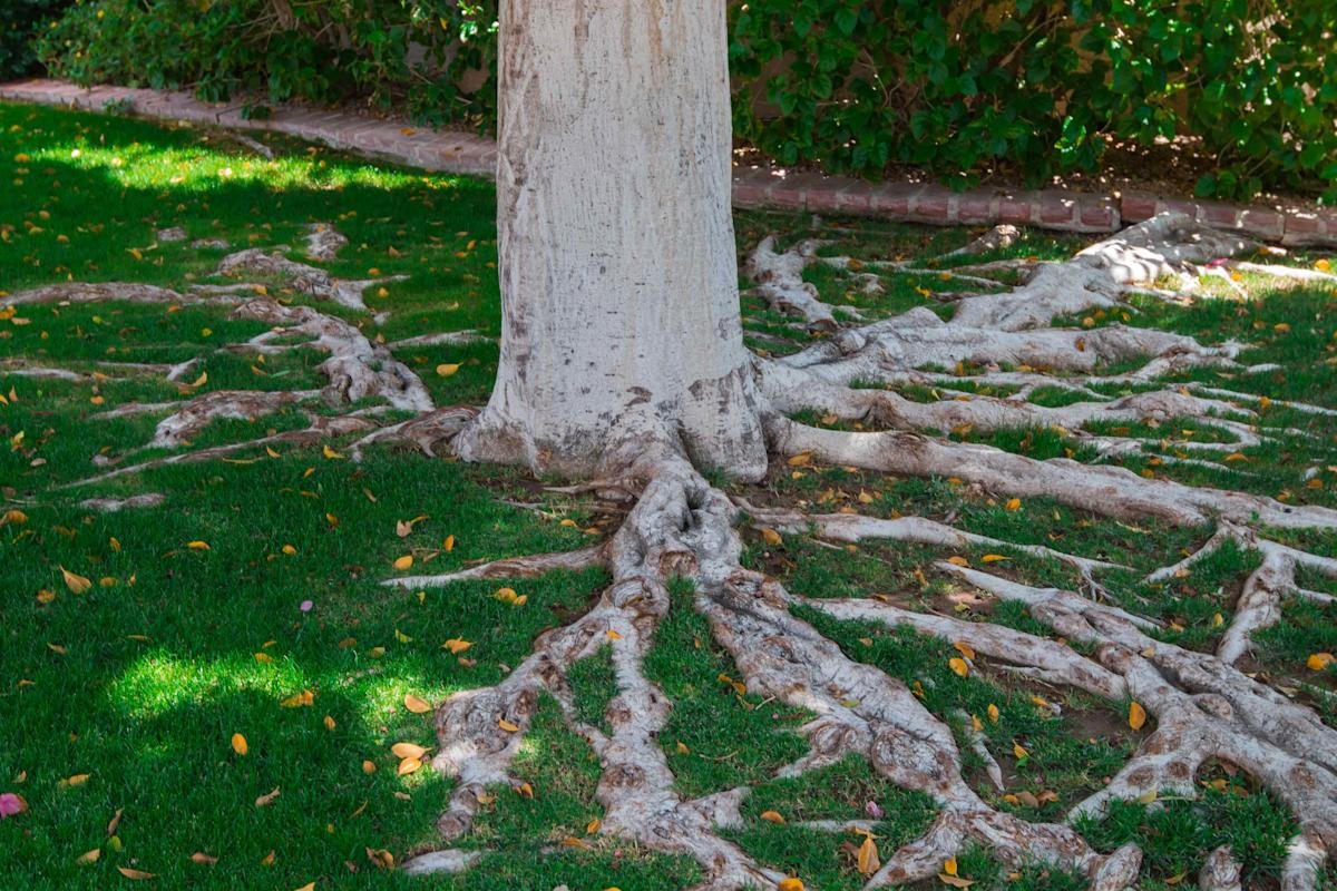 Tree Root Problems