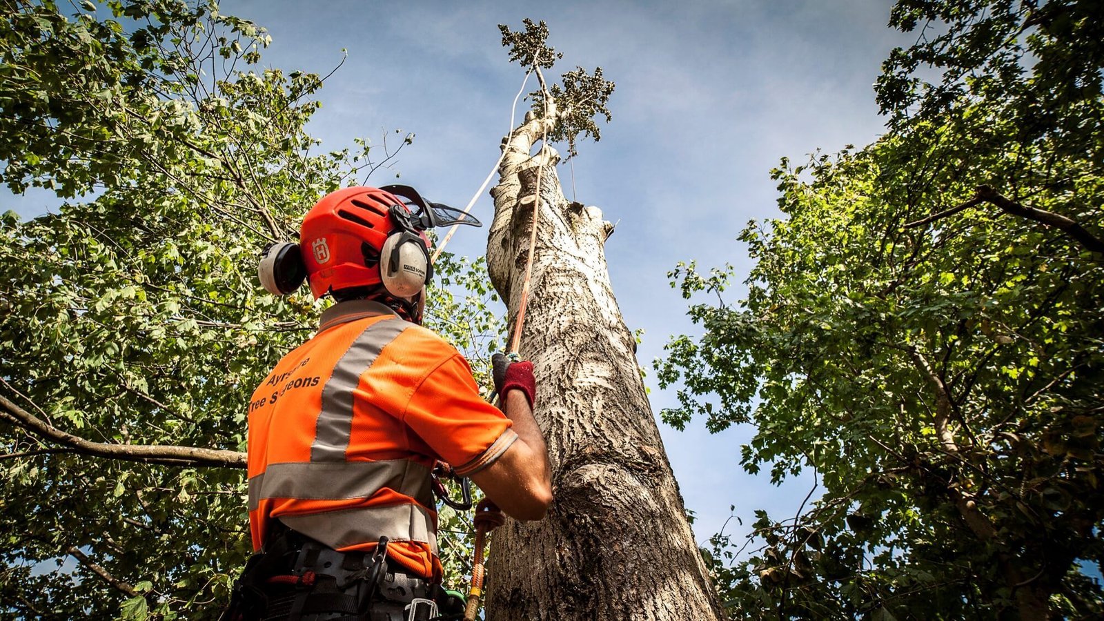 Regular Tree Inspections